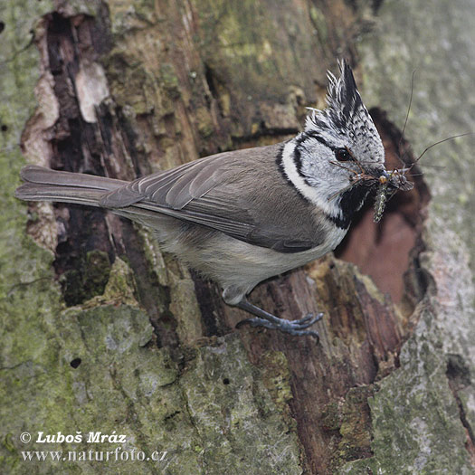 Sýkorka chochlatá (Lophophanes cristatus)