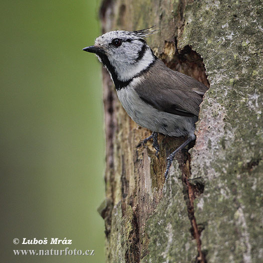 Sýkorka chochlatá (Lophophanes cristatus)