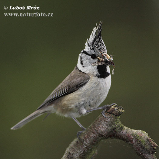 Sýkorka chochlatá (Lophophanes cristatus)