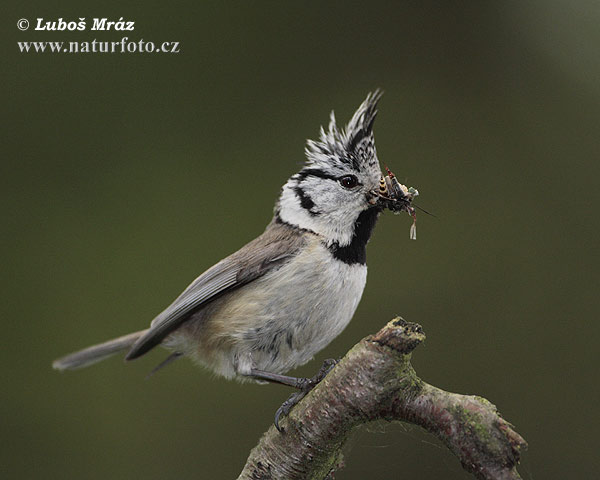 Sýkorka chochlatá (Lophophanes cristatus)