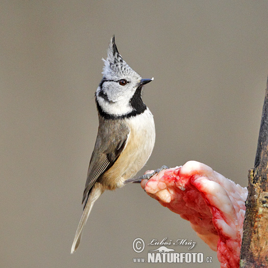 Sýkorka chochlatá (Lophophanes cristatus)