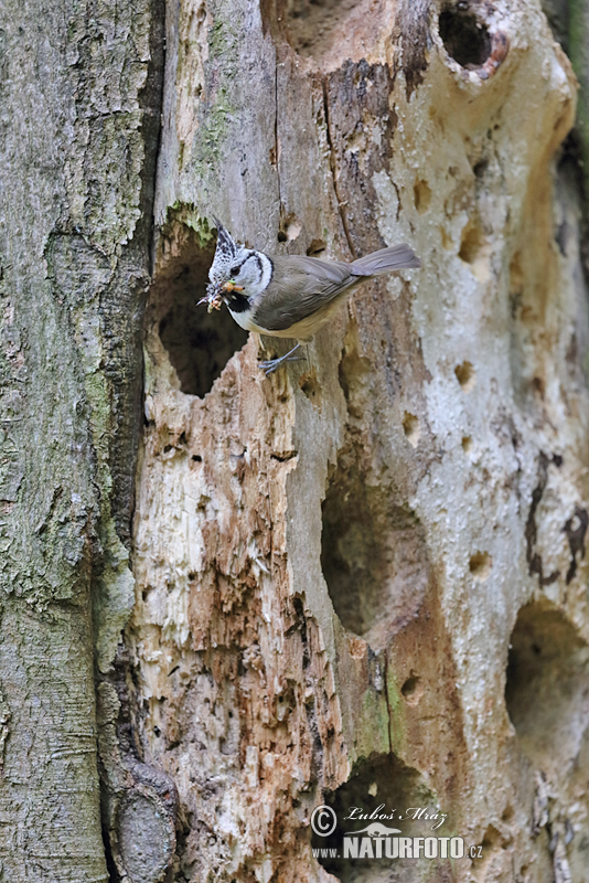 Sýkorka chochlatá (Lophophanes cristatus)