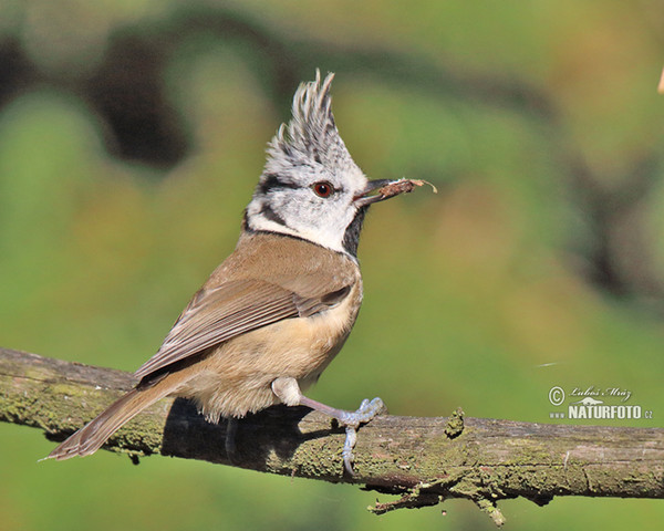 Sýkorka chochlatá (Lophophanes cristatus)