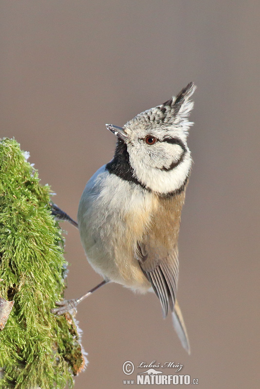 Sýkorka chochlatá (Lophophanes cristatus)