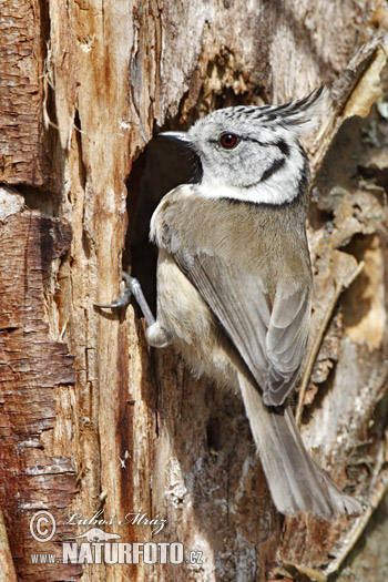 Sýkorka chochlatá (Lophophanes cristatus)