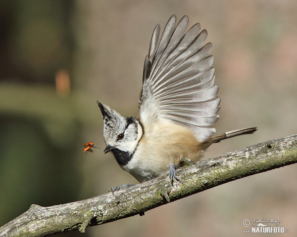 Sýkorka chochlatá (Lophophanes cristatus)