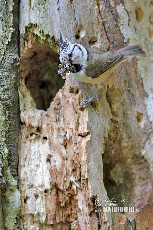 Sýkorka chochlatá (Lophophanes cristatus)