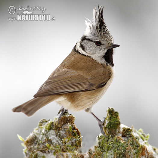 Sýkorka chochlatá (Lophophanes cristatus)