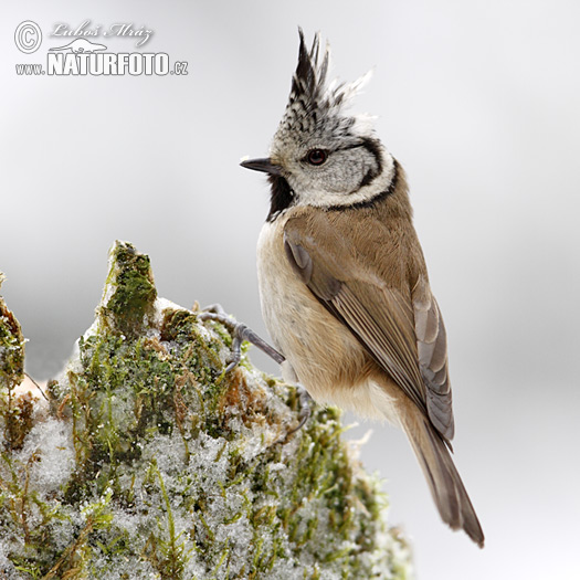 Sýkorka chochlatá (Lophophanes cristatus)