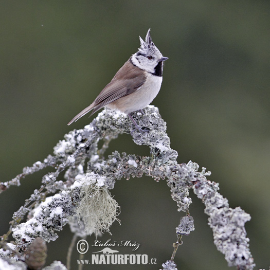 Sýkorka chochlatá (Lophophanes cristatus)