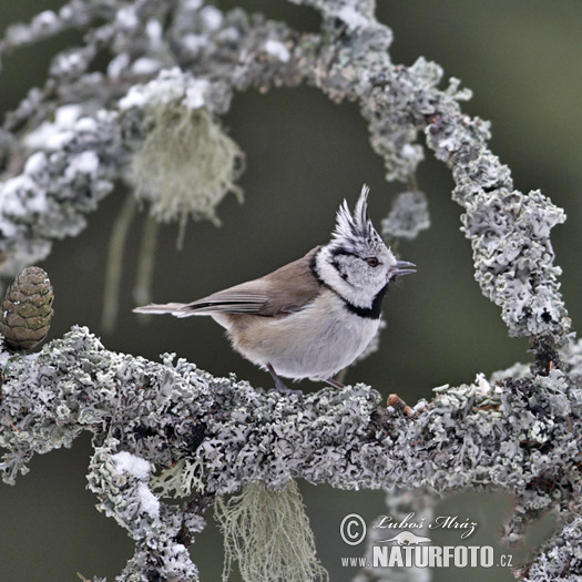 Sýkorka chochlatá (Lophophanes cristatus)