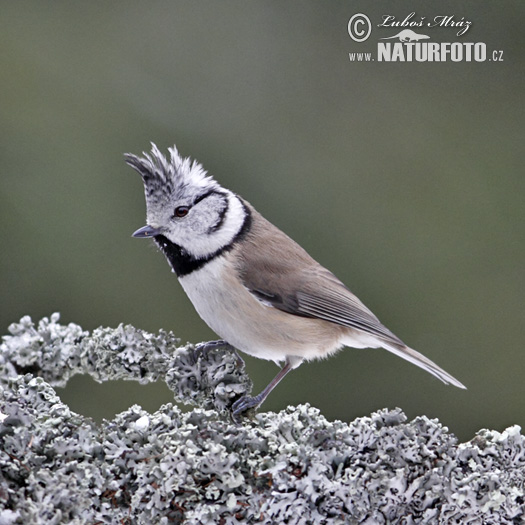 Sýkorka chochlatá (Lophophanes cristatus)