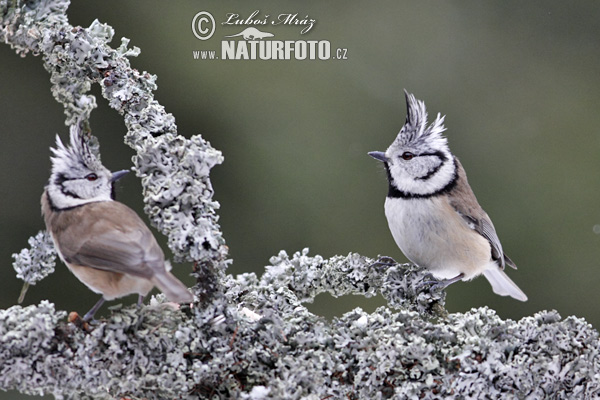 Sýkorka chochlatá (Lophophanes cristatus)