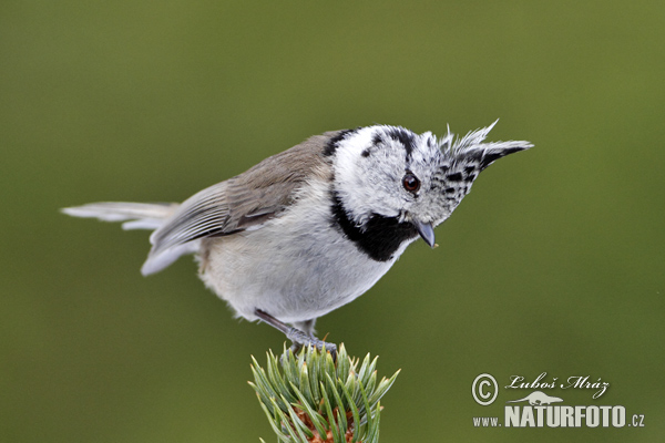 Sýkorka chochlatá (Lophophanes cristatus)