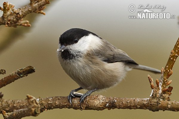 Sýkorka čiernohlavá (Parus montanus)