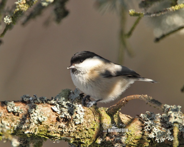 Sýkorka čiernohlavá (Parus montanus)