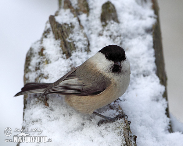 Sýkorka čiernohlavá (Parus montanus)