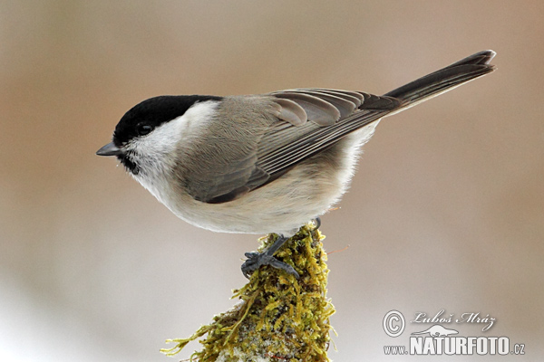 Sýkorka čiernohlavá (Parus montanus)