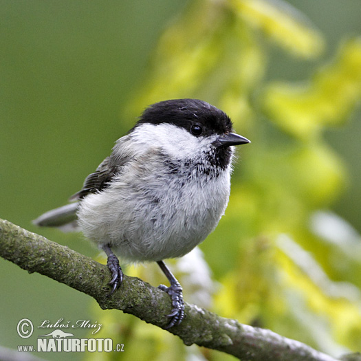 Sýkorka čiernohlavá (Parus montanus)