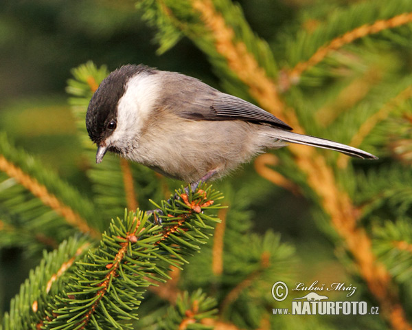 Sýkorka čiernohlavá (Parus montanus)