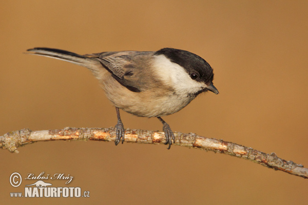 Sýkorka čiernohlavá (Parus montanus)