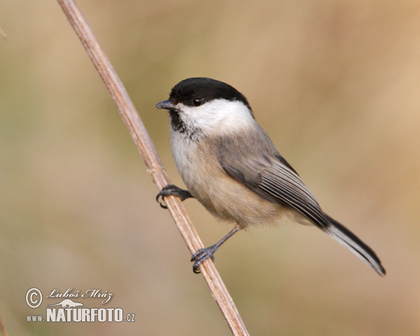 Sýkorka čiernohlavá (Parus montanus)