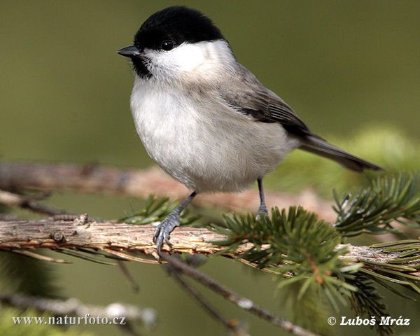 Sýkorka lesklohlavá (Parus palustris)