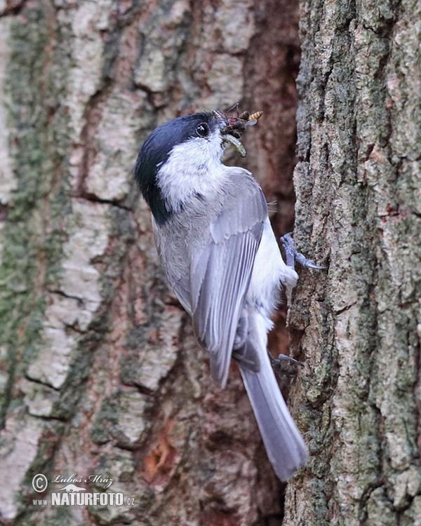 Sýkorka lesklohlavá (Parus palustris)