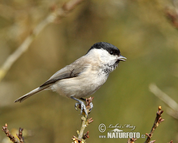 Sýkorka lesklohlavá (Parus palustris)