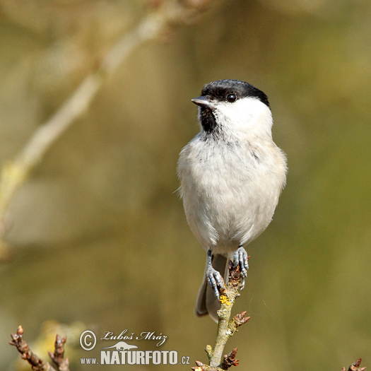 Sýkorka lesklohlavá (Parus palustris)