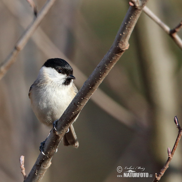 Sýkorka lesklohlavá (Parus palustris)