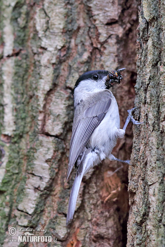 Sýkorka lesklohlavá (Parus palustris)