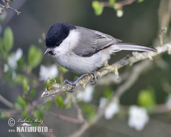 Sýkorka lesklohlavá (Parus palustris)