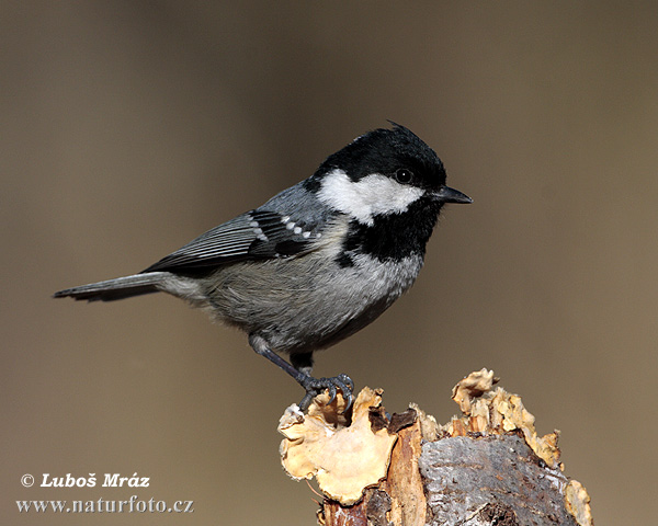 Sýkorka uhliarka (Periparus ater)