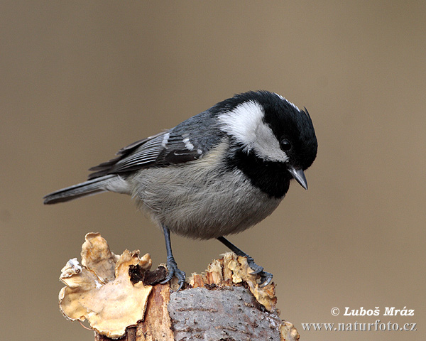 Sýkorka uhliarka (Periparus ater)