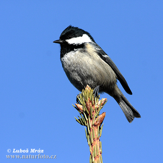 Sýkorka uhliarka (Periparus ater)