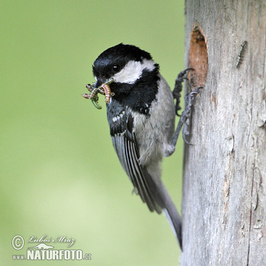 Sýkorka uhliarka (Periparus ater)