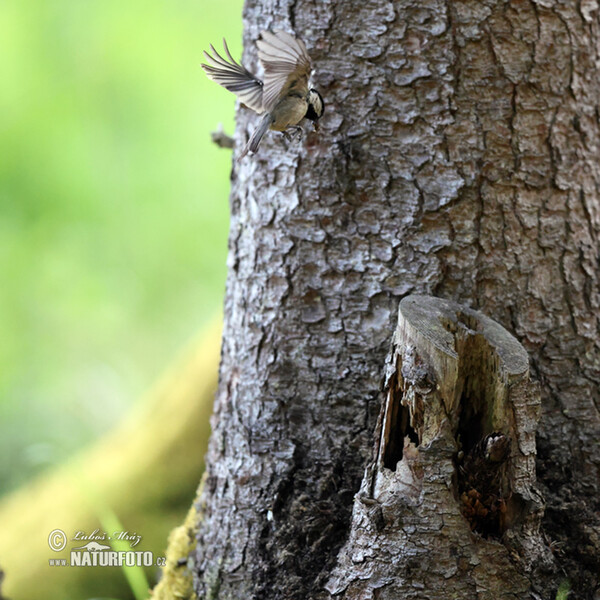 Sýkorka uhliarka (Periparus ater)