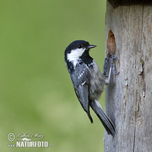 Sýkorka uhliarka (Periparus ater)