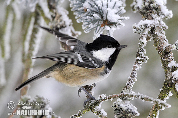 Sýkorka uhliarka (Periparus ater)