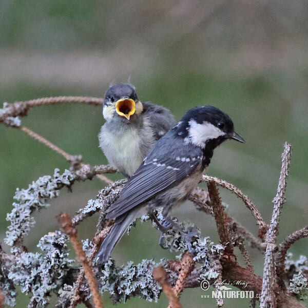 Sýkorka uhliarka (Periparus ater)