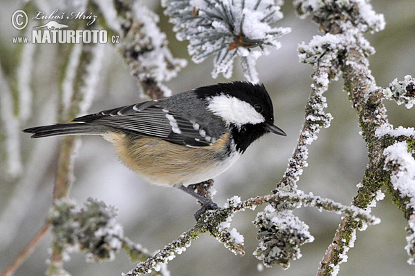 Sýkorka uhliarka (Periparus ater)