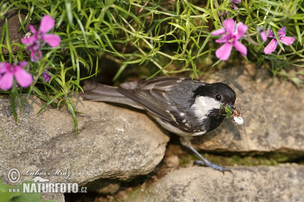 Sýkorka uhliarka (Periparus ater)