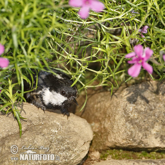 Sýkorka uhliarka (Periparus ater)