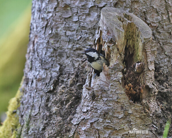 Sýkorka uhliarka (Periparus ater)