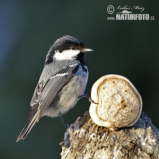 Sýkorka uhliarka (Periparus ater)