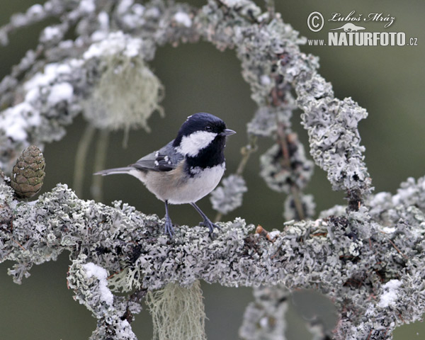 Sýkorka uhliarka (Periparus ater)