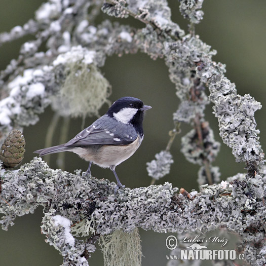 Sýkorka uhliarka (Periparus ater)