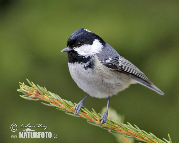 Sýkorka uhliarka (Periparus ater)