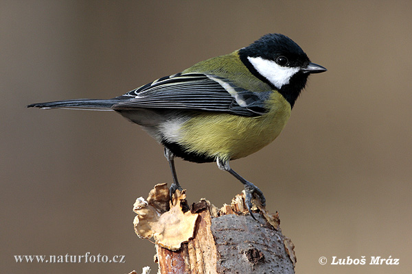 Sýkorka veľká (Parus major)